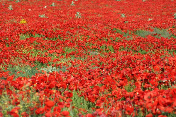 bilder/provence_25.jpg