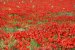 bilder/tn_provence_25.jpg