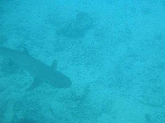 bilder/13_schnorcheln_08.jpg