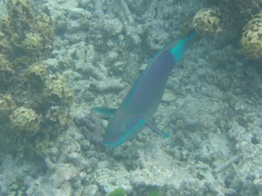 bilder/13_schnorcheln_18.jpg
