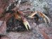 bilder/tn_05_curieuse_41.jpg