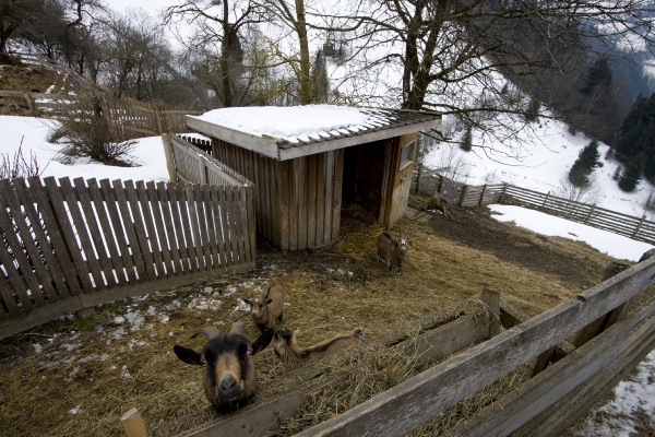 bilder/pesbichl08_27.jpg