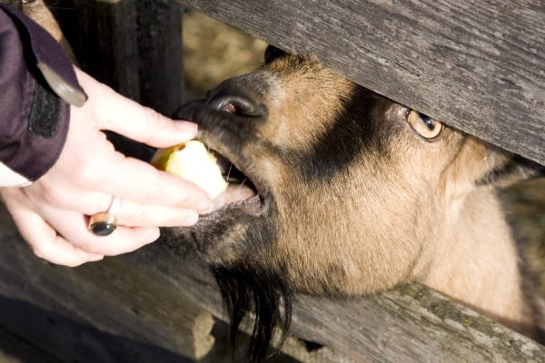 bilder/pesbichl08_37.jpg