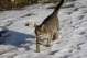 bilder/thpesbichl08_39.jpg